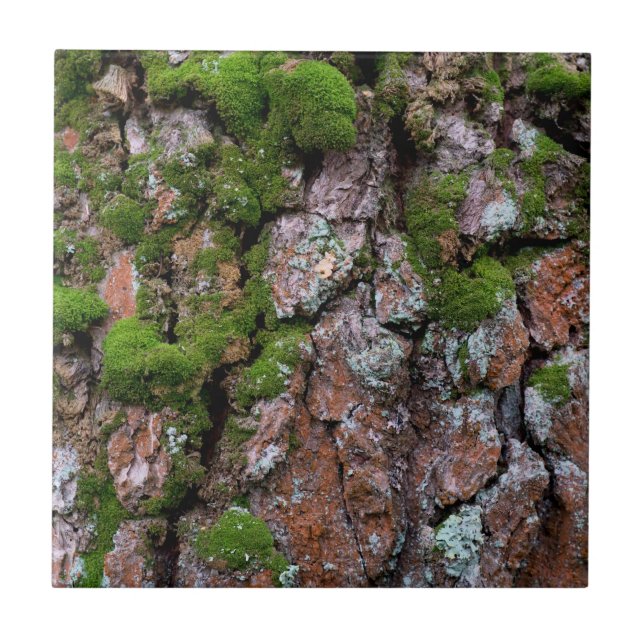 árvore latido (Frente)