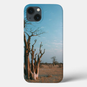 Árvore Moringo Africana na Planície, Etosha Nation