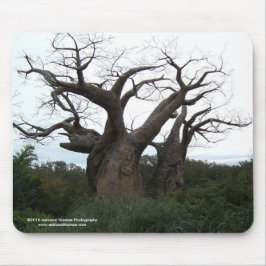 Árvore Mousepad do Baobab