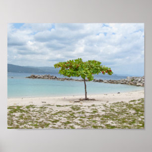 ÁRVORE NA PRAIA ISOLADO NO POSTER DE JAMAICA