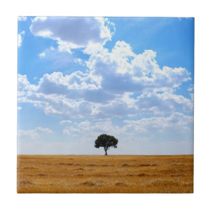 Árvore num campo de trigo colhido