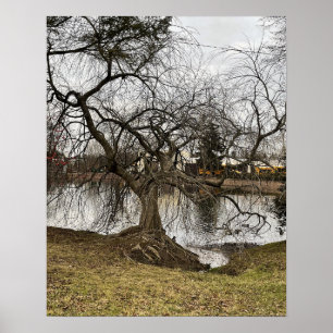 Árvore por Pond Poster