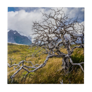 Árvore queimada, Torres del Paine, Chile