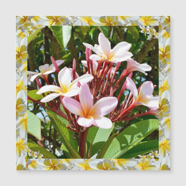 Árvore Rosa Frangipani Com Borda Amarela De Frangi (Frente)