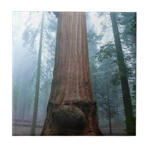 Árvore Sequoia Gigante em Grant Grove, CA