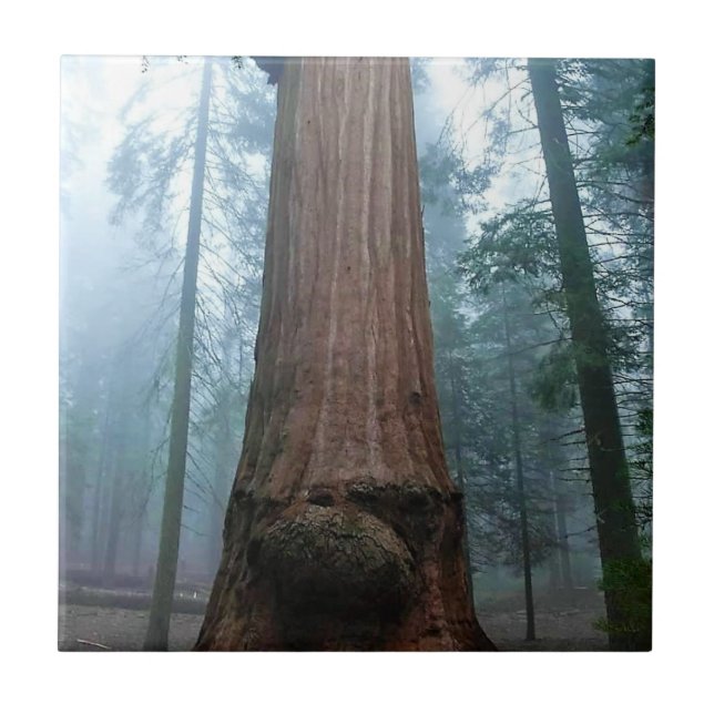 Árvore Sequoia Gigante em Grant Grove, CA (Frente)