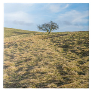 Árvore solitária do campo vê azulejo cerâmico