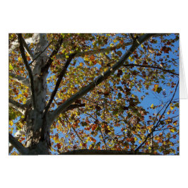 Árvore Sycamore no outono contra um cartão azul do