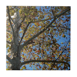 Árvore Sycamore no outono contra um céu azul