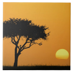 Árvore única de Acácia silhuetada ao nascer do sol