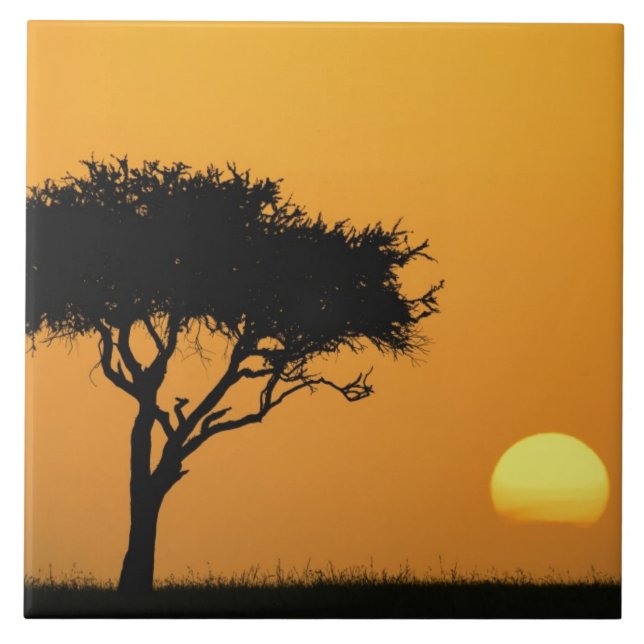 Árvore única de Acácia silhuetada ao nascer do sol (Frente)