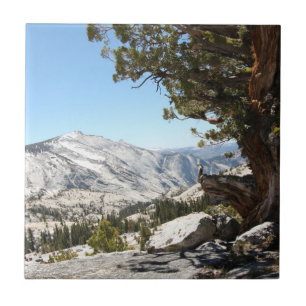 Árvore velha no parque nacional de Yosemite