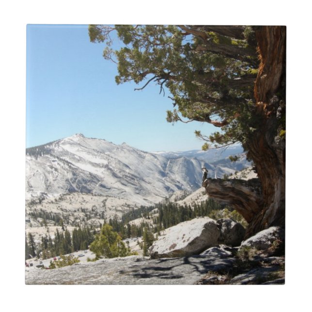 Árvore velha no parque nacional de Yosemite (Frente)