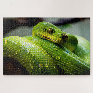Árvore Verde Python, Quebra-cabeça de Jigsaw