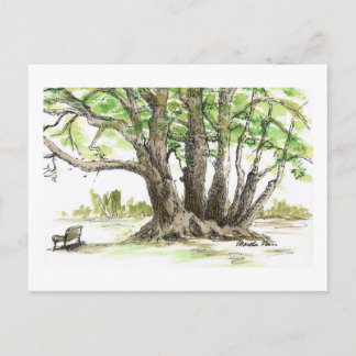 Árvores antigas e cartões postais em banco