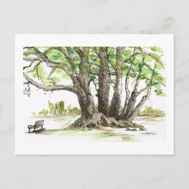 Árvores antigas e cartões postais em banco (Frente)