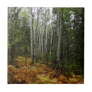 Árvores Brancas e Fall Ferns na Montanha Rochosa