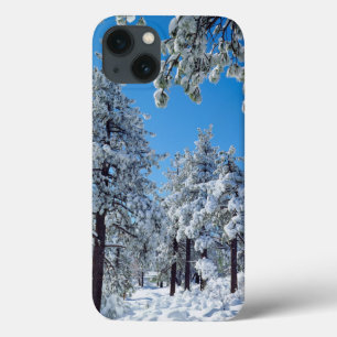 Árvores cobertas de neve nas montanhas de Laguna
