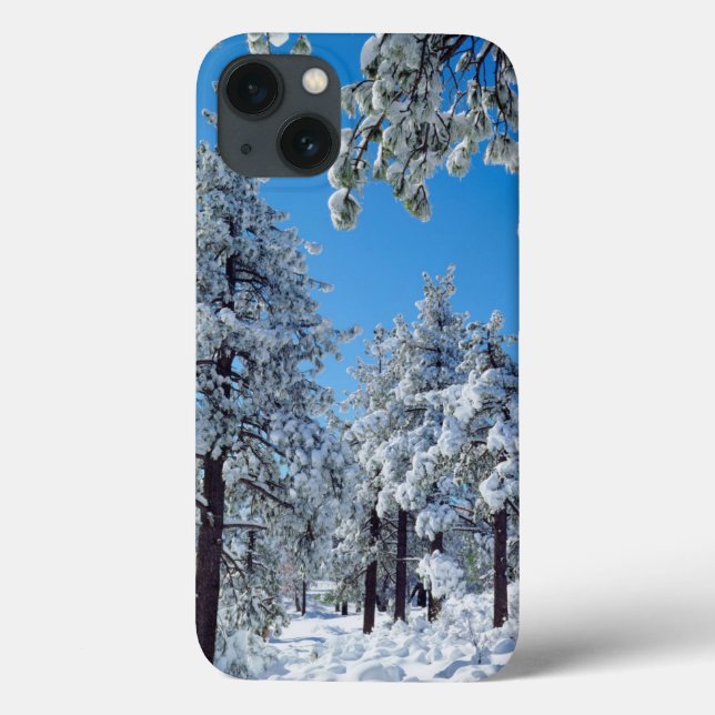 Árvores cobertas de neve nas montanhas de Laguna (Verso)