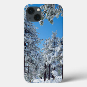 Árvores cobertas de neve nas montanhas de Laguna