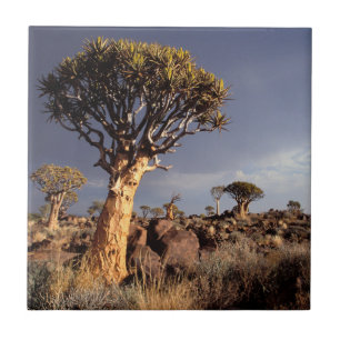 Árvores de Aljava (Aloe Dichotoma)