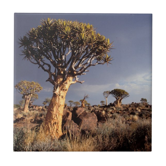 Árvores de Aljava (Aloe Dichotoma) (Frente)