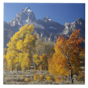Árvores de Aspen com a cordilheira Teton
