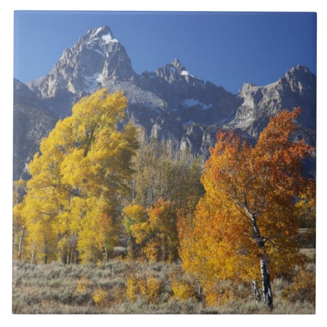 Árvores de Aspen com a cordilheira Teton (Frente)