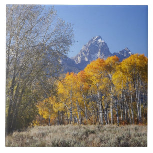 Árvores de Aspen com a cordilheira Teton