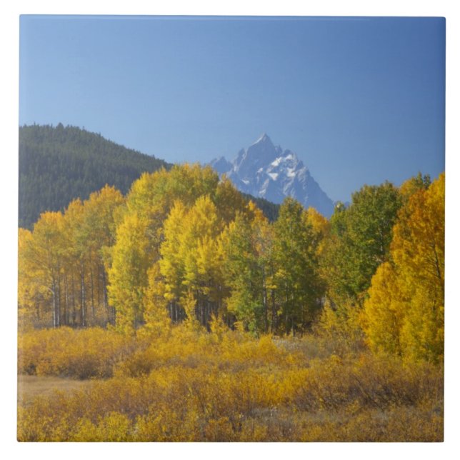 Árvores de Aspen com a cordilheira Teton (Frente)