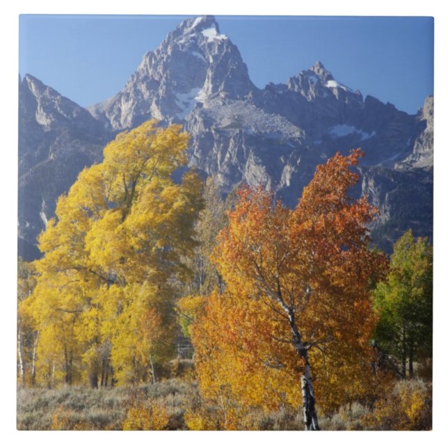 Árvores de Aspen com a cordilheira Teton (Frente)