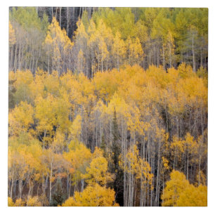 Árvores de Aspen Floresta Nacional de White Rive
