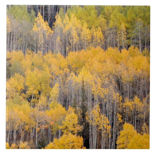 Árvores de Aspen | Floresta Nacional de White Rive (Frente)