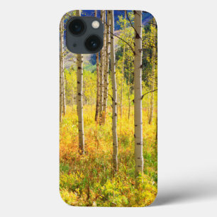 Árvores de Aspen no Outono nas Montanhas Rochosas