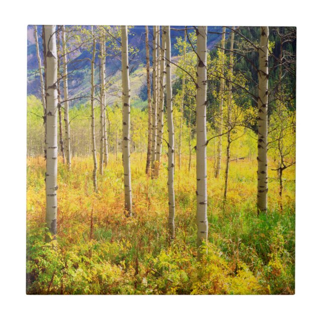 Árvores de Aspen no Outono nas Montanhas Rochosas (Frente)
