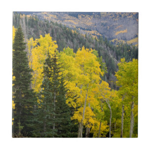 Árvores de Aspen (Populus Tremuloides) e Coníferas