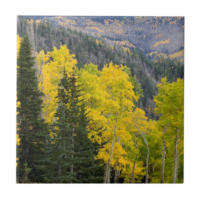 Árvores de Aspen (Populus Tremuloides) e Coníferas (Frente)