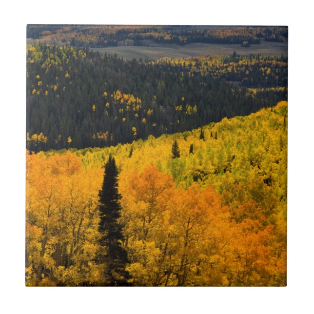 Árvores de Aspen (Populus Tremuloides) E Coníferas (Frente)