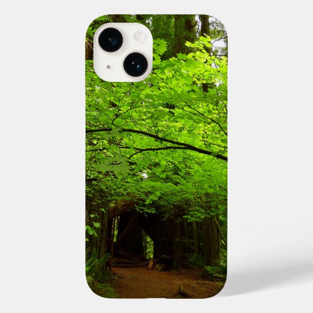 Árvores de bordo na floresta de sequóias (Verso)