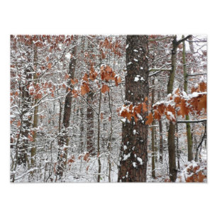 Árvores de carvalho cobertas por neve Fotografia