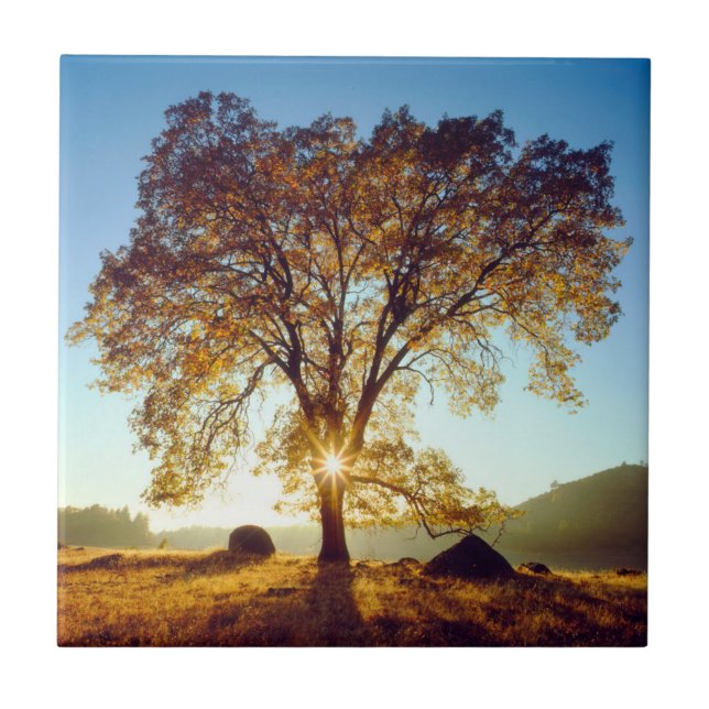 Árvores de Carvalho Preto| Floresta Nacional Cleve (Frente)