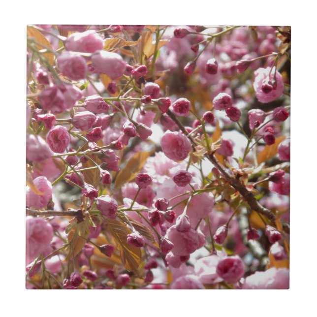 Árvores de Cereja Japonesas (Frente)