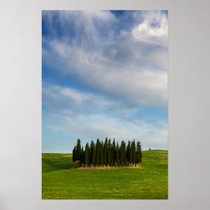 Árvores de cipreste na Toscana poster vertical