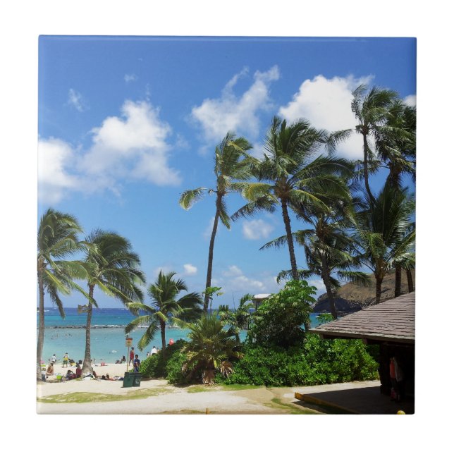 Árvores de coco de Hanauma Bay Hawaii (Frente)