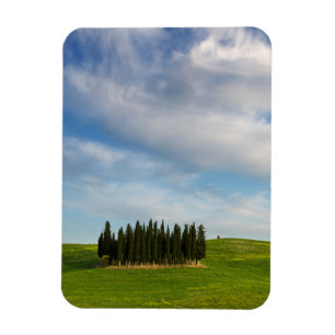 Árvores de Cypress no ímã vertical de Toscânia