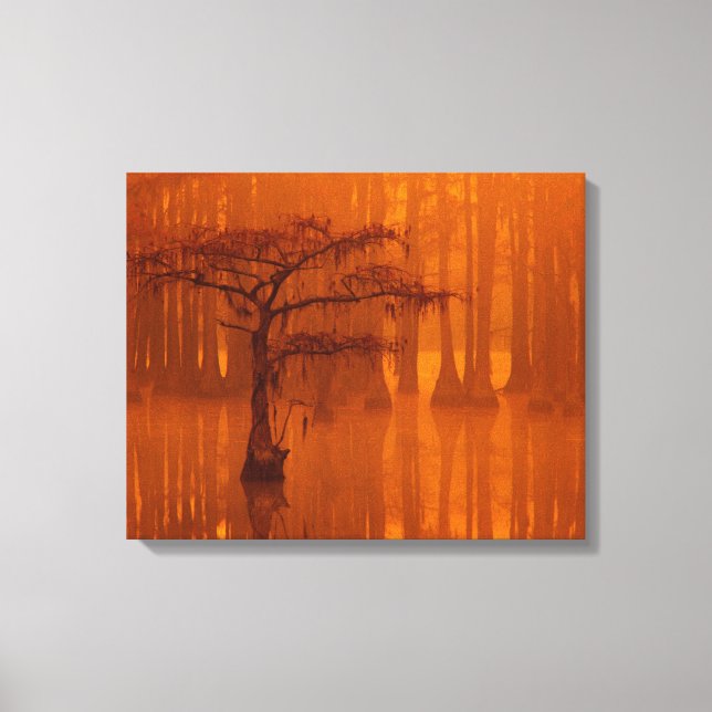 Árvores de Impressão | Parque Estadual George Smit (Frente)