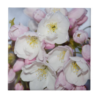 Árvores de Maçã Bloomos em Céu Azul