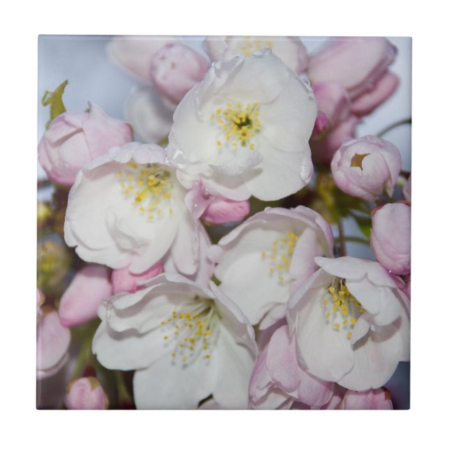 Árvores de Maçã Bloomos em Céu Azul (Frente)