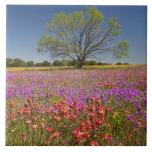 Árvores de mesquite de primavera crescendo em flor