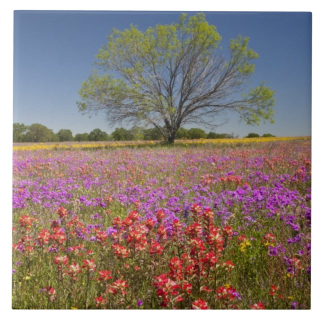 Árvores de mesquite de primavera crescendo em flor (Frente)